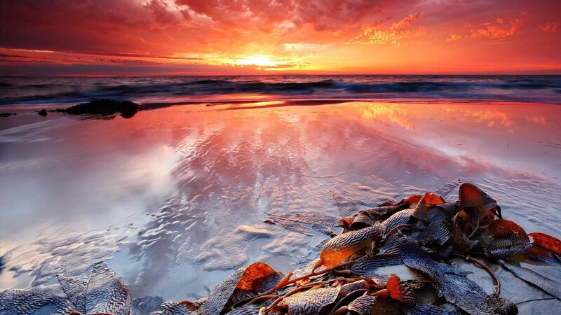 Seaweed on Beach — Red