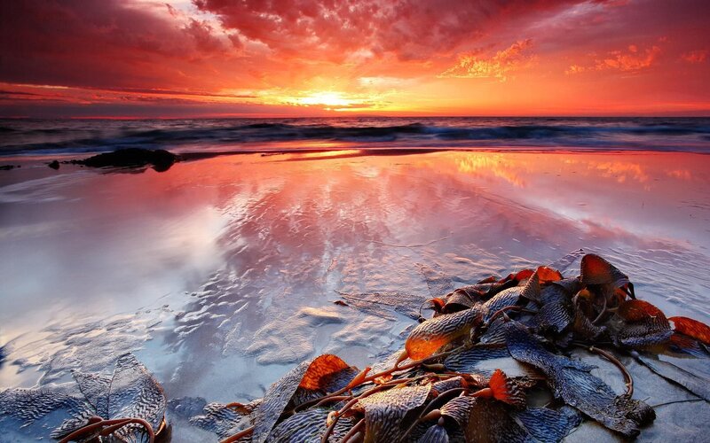 Seaweed on Beach