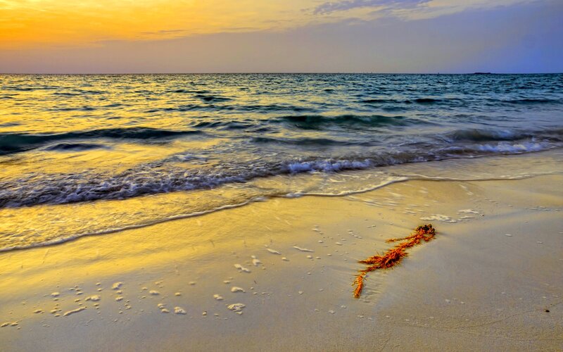 Seaweed on Beach — Yellow
