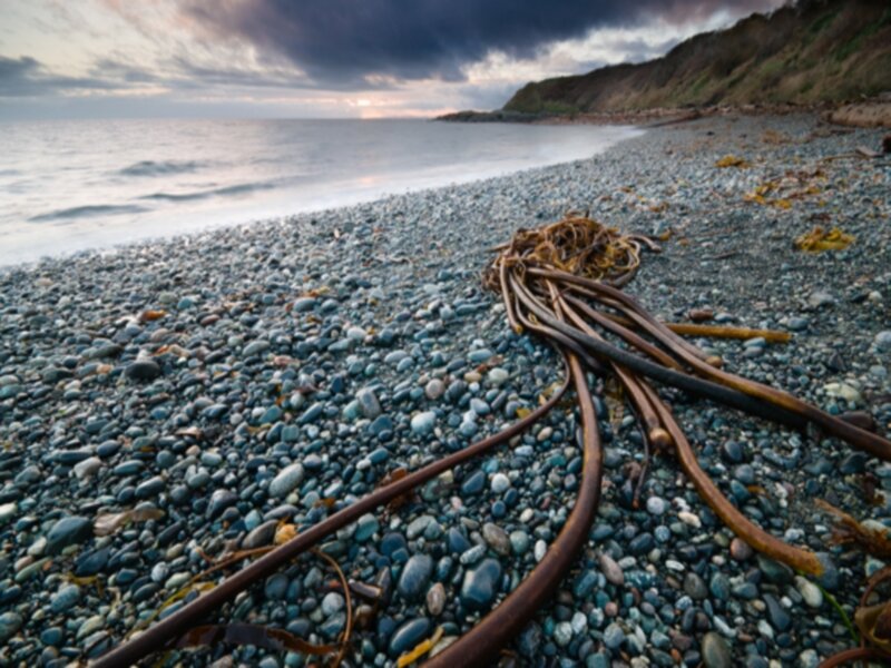 Seaweed on Pebble Beach