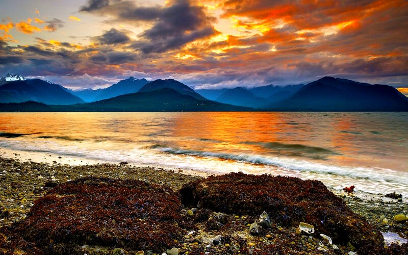 Seaweed on Rocky Beach