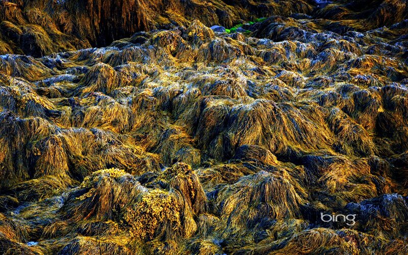 Seaweed on Rocky Shore — Green