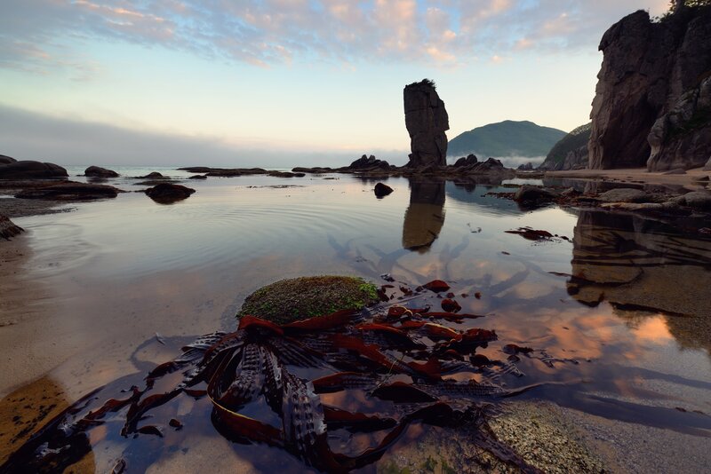 Seaweed on Rocky Shore