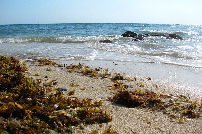 Seaweed on Sandy Beach — Blue