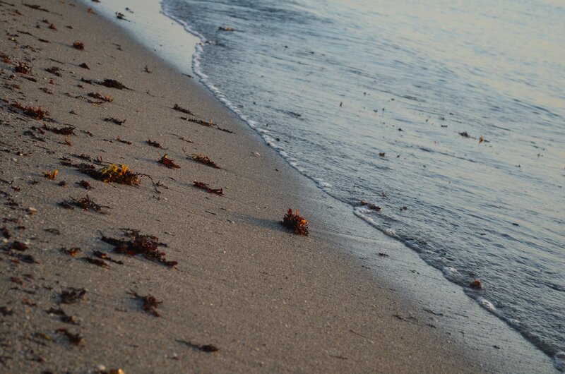 Seaweed on Sandy Beach — Gray