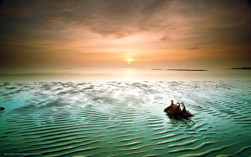 Seaweed on Tidal Flats