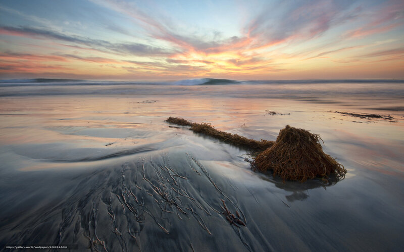 Seaweed on Wet Sand — Orange