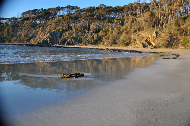 Seaweed on Wet Sand