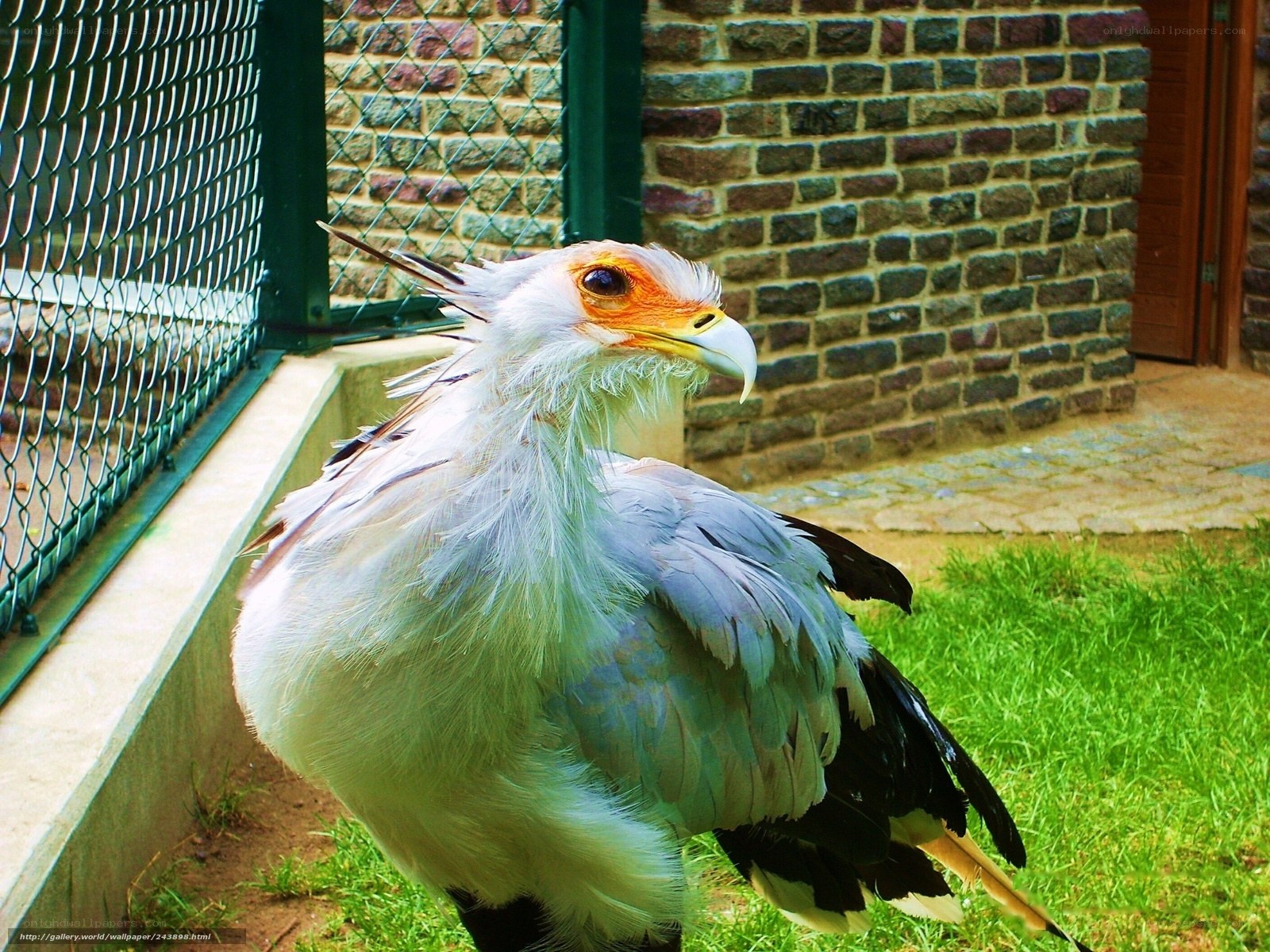 Secretary bird in enclosure