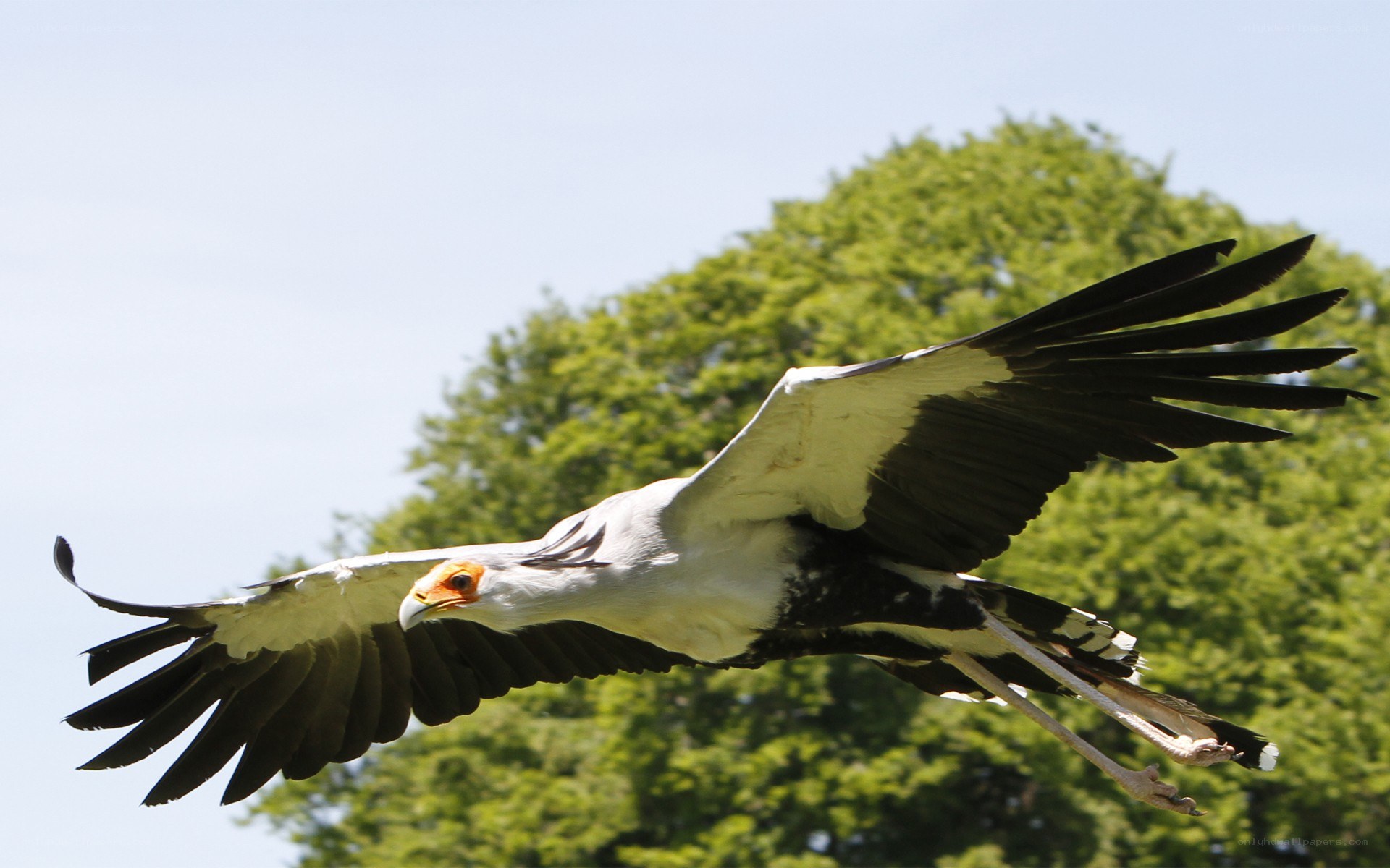 Secretary bird in flight