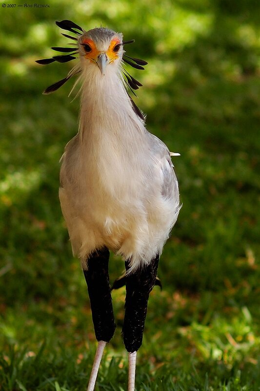 Secretary bird in grassy area