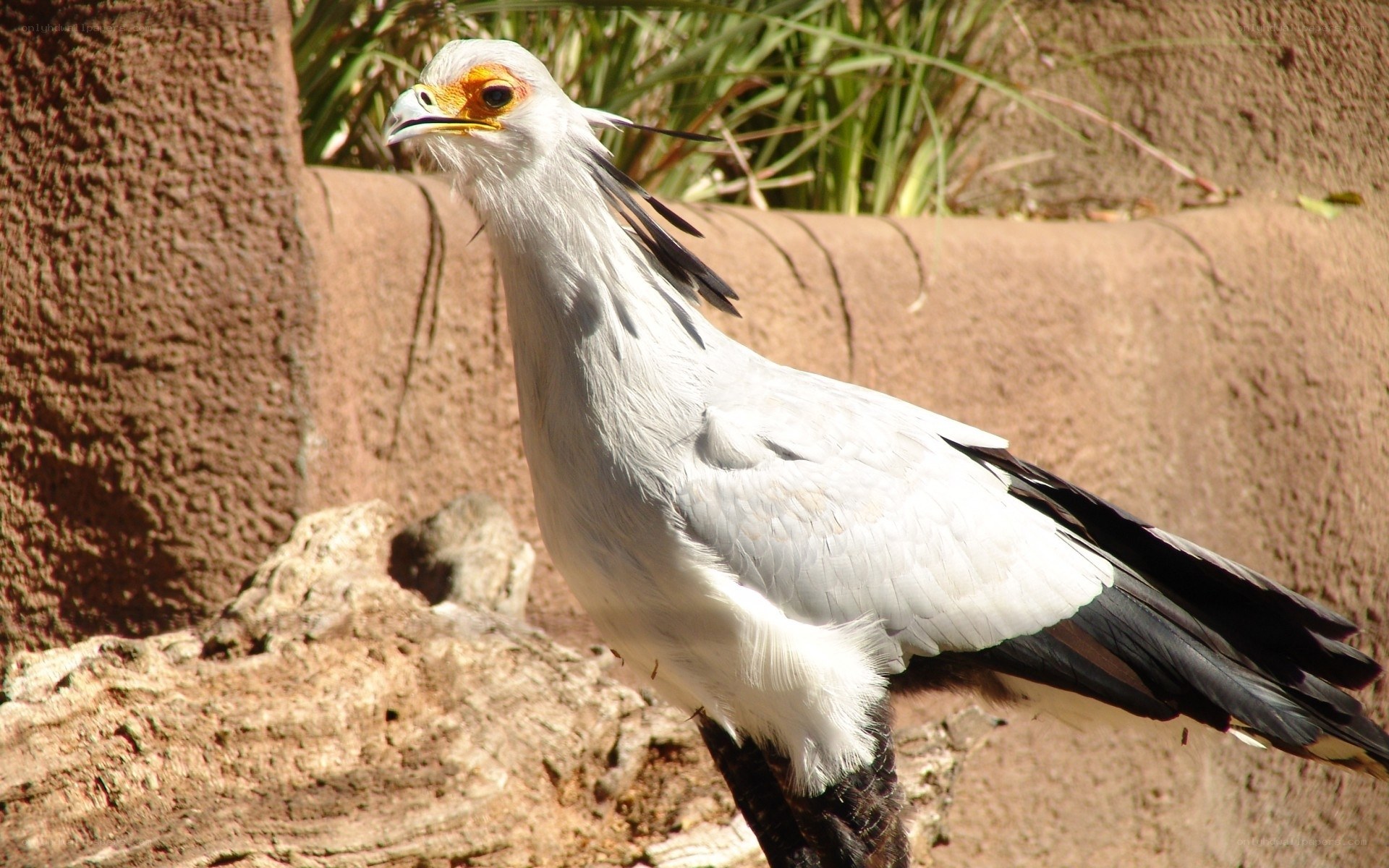 Secretary bird standing alert