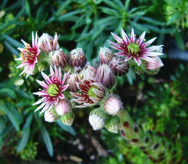 Sedum flower cluster