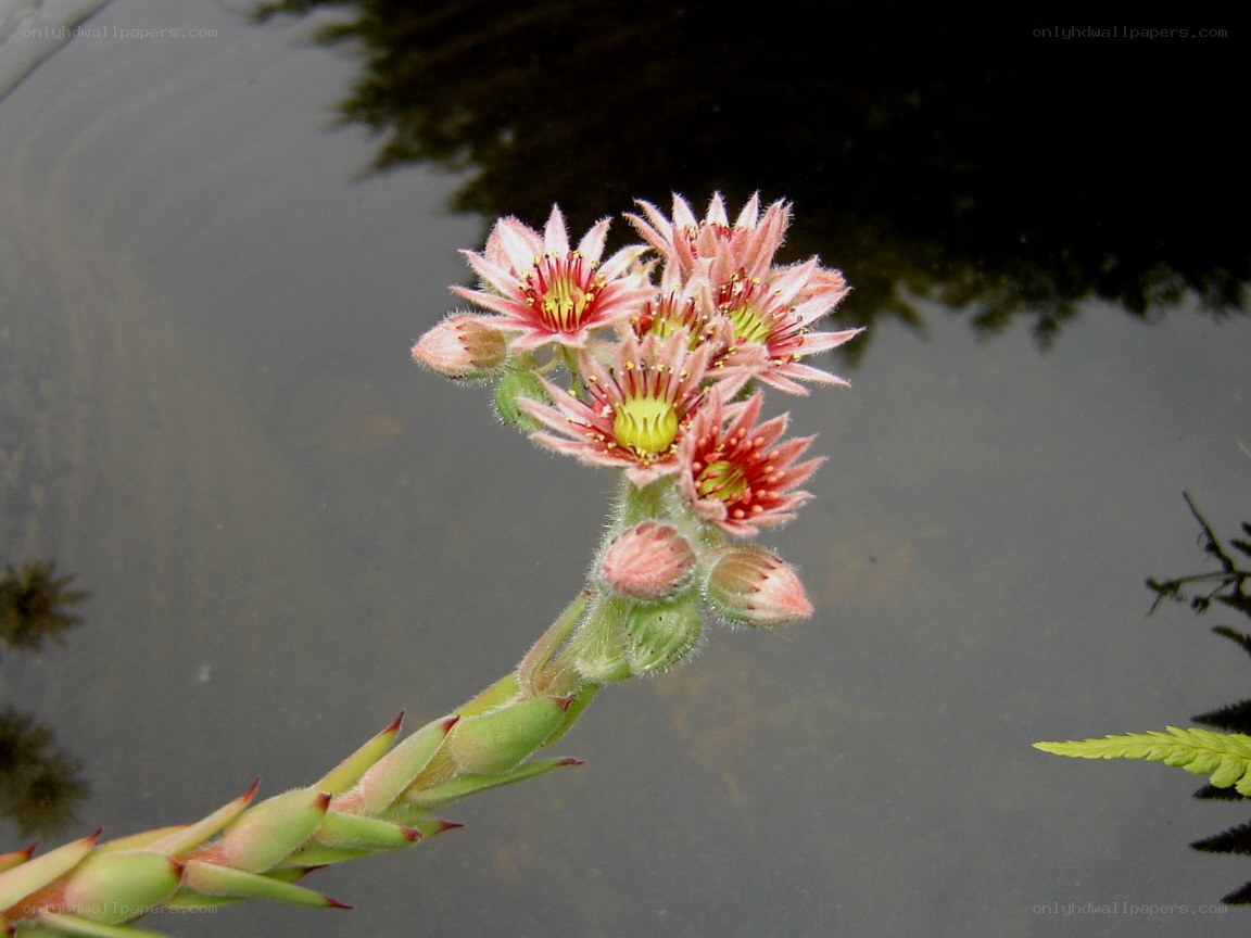 Sedum flower over water