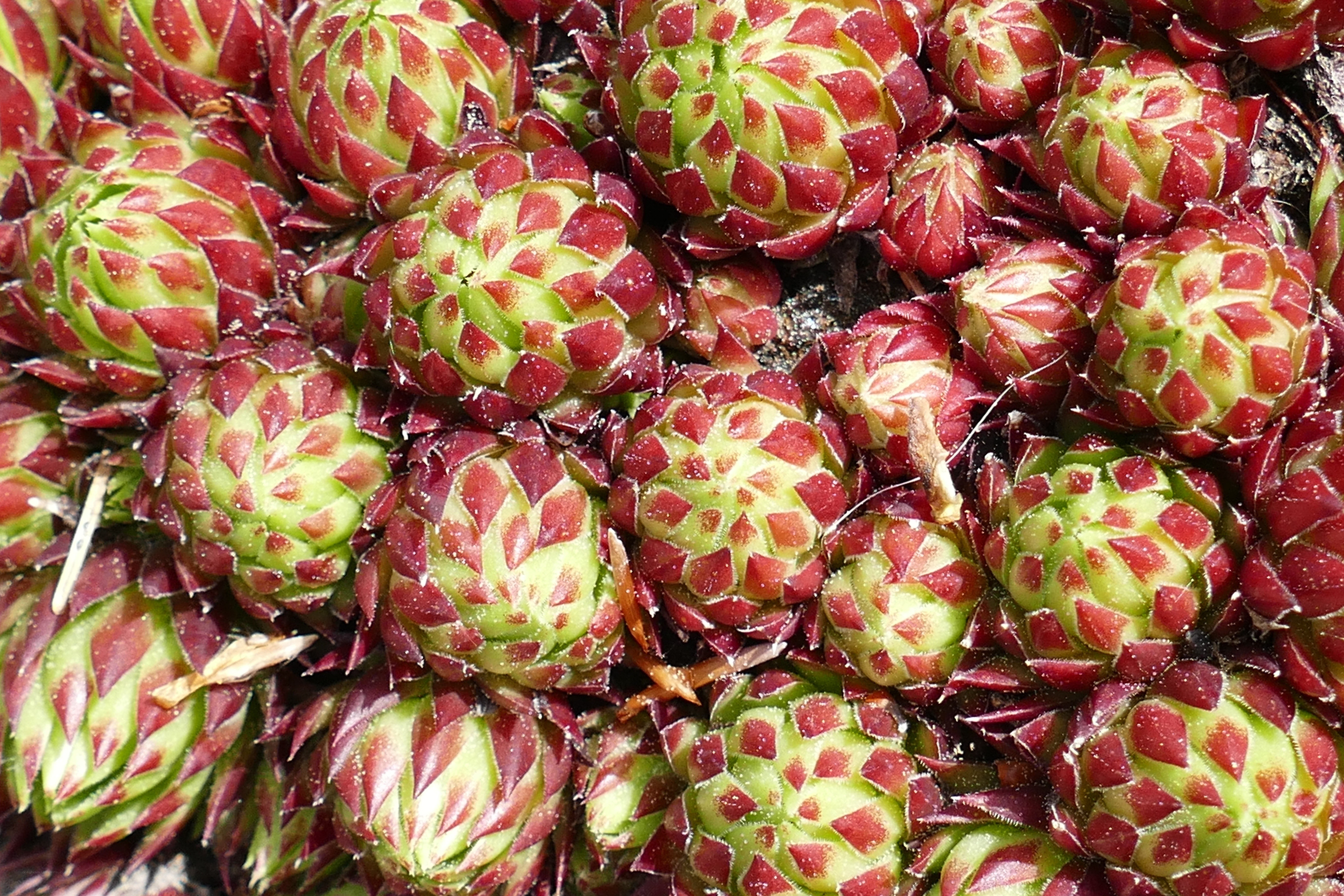 Sedum plants in a cluster