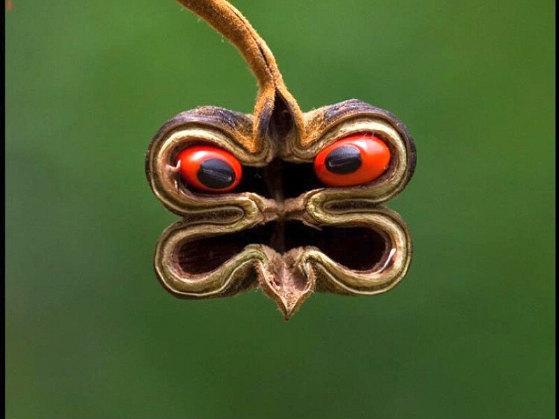 seed pod with red beans