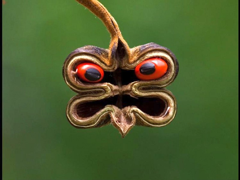 seed pod with red beans