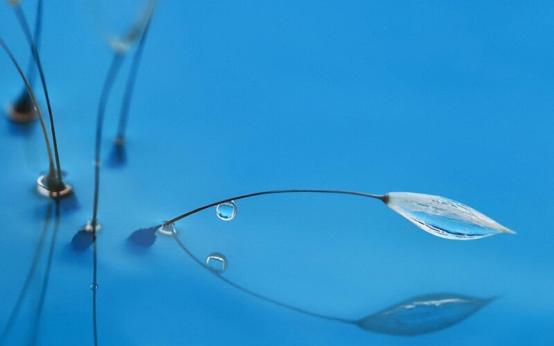 Seed Pod with Water Droplets — Blue
