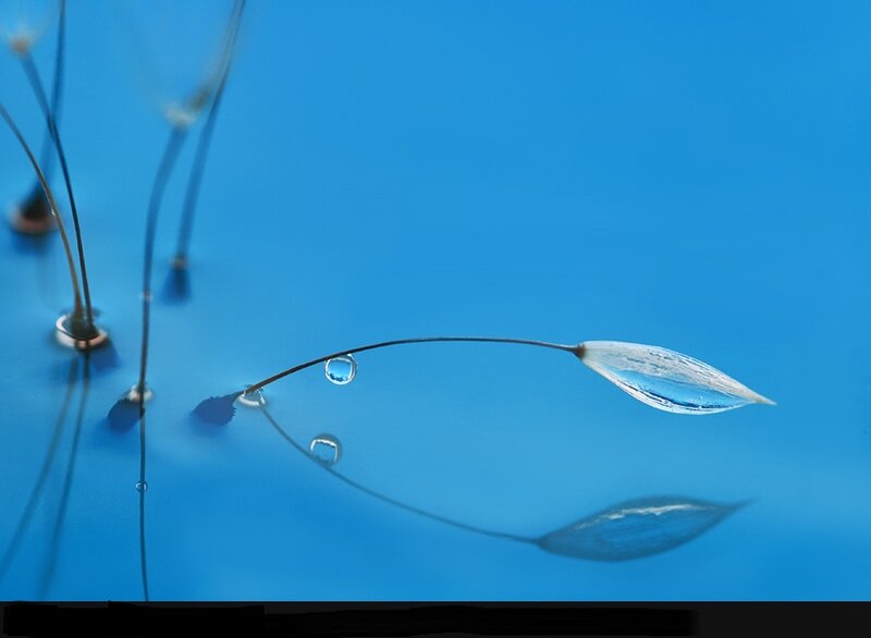 Seed Pod with Water Droplets