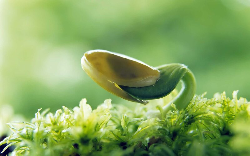 Seedling emerging from seed