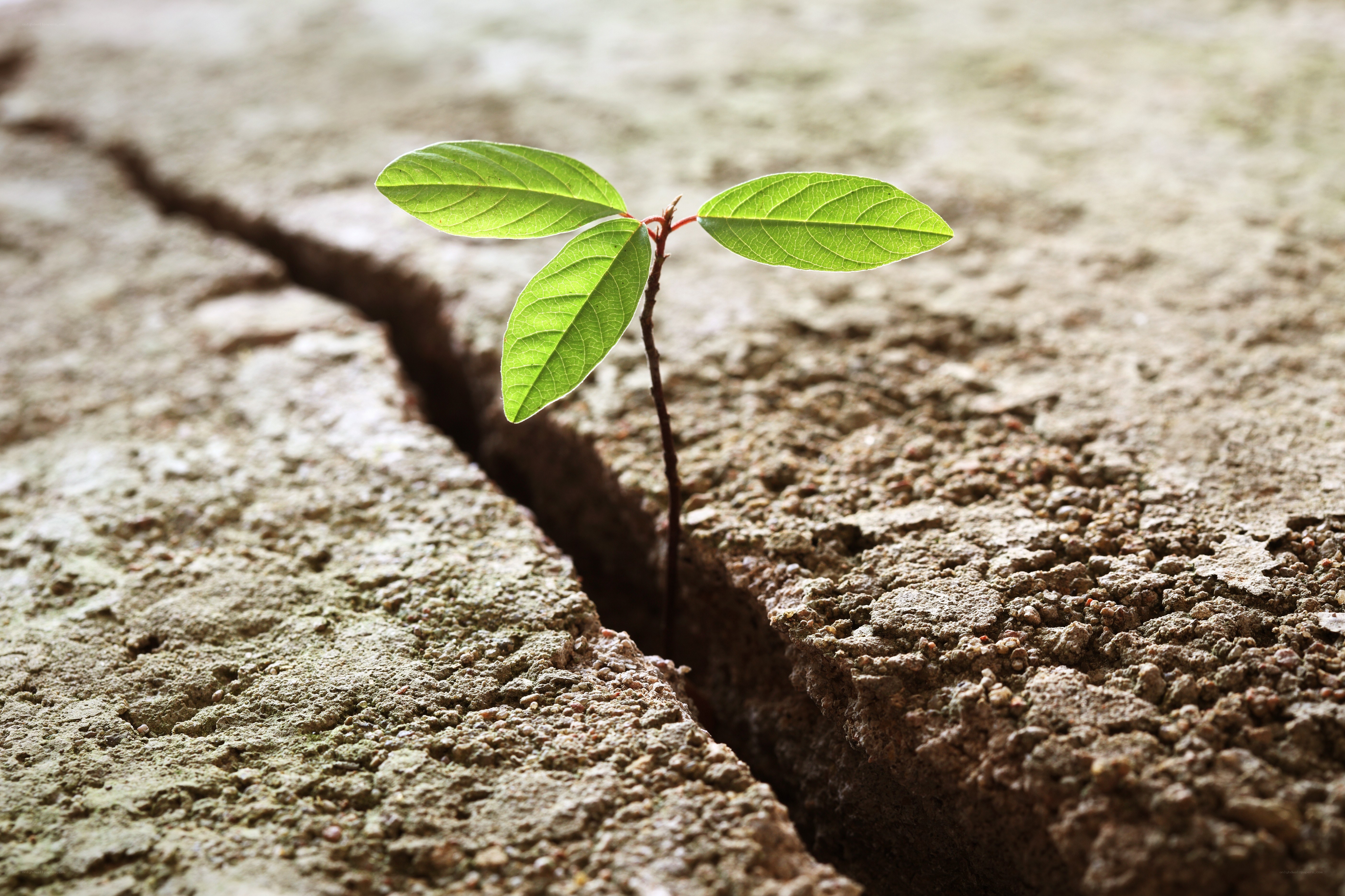 Seedling growing from cracked ground