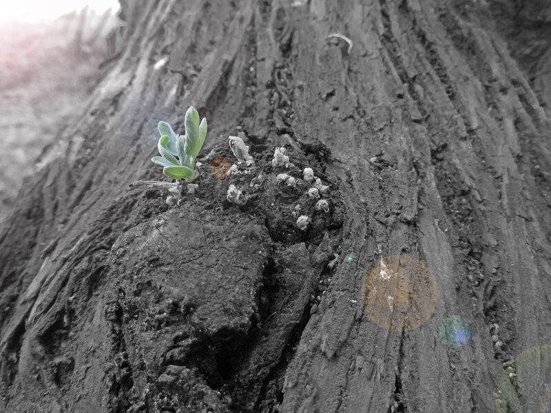 Seedling growing from tree trunk