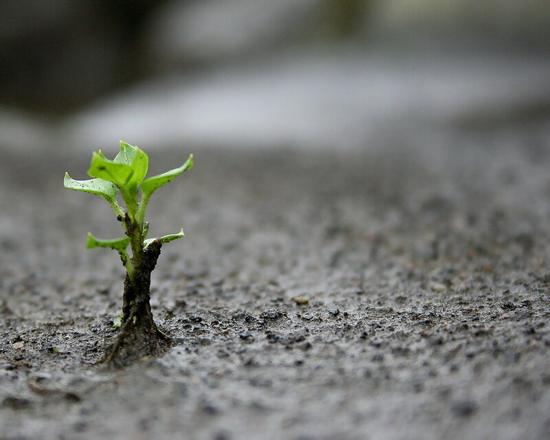 Seedling growing in pavement