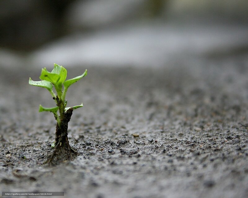 Seedling growing in pavement
