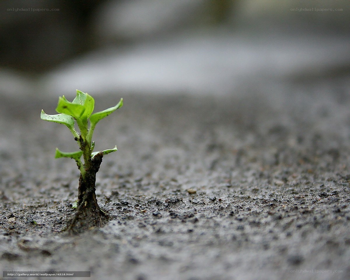Seedling growing in pavement