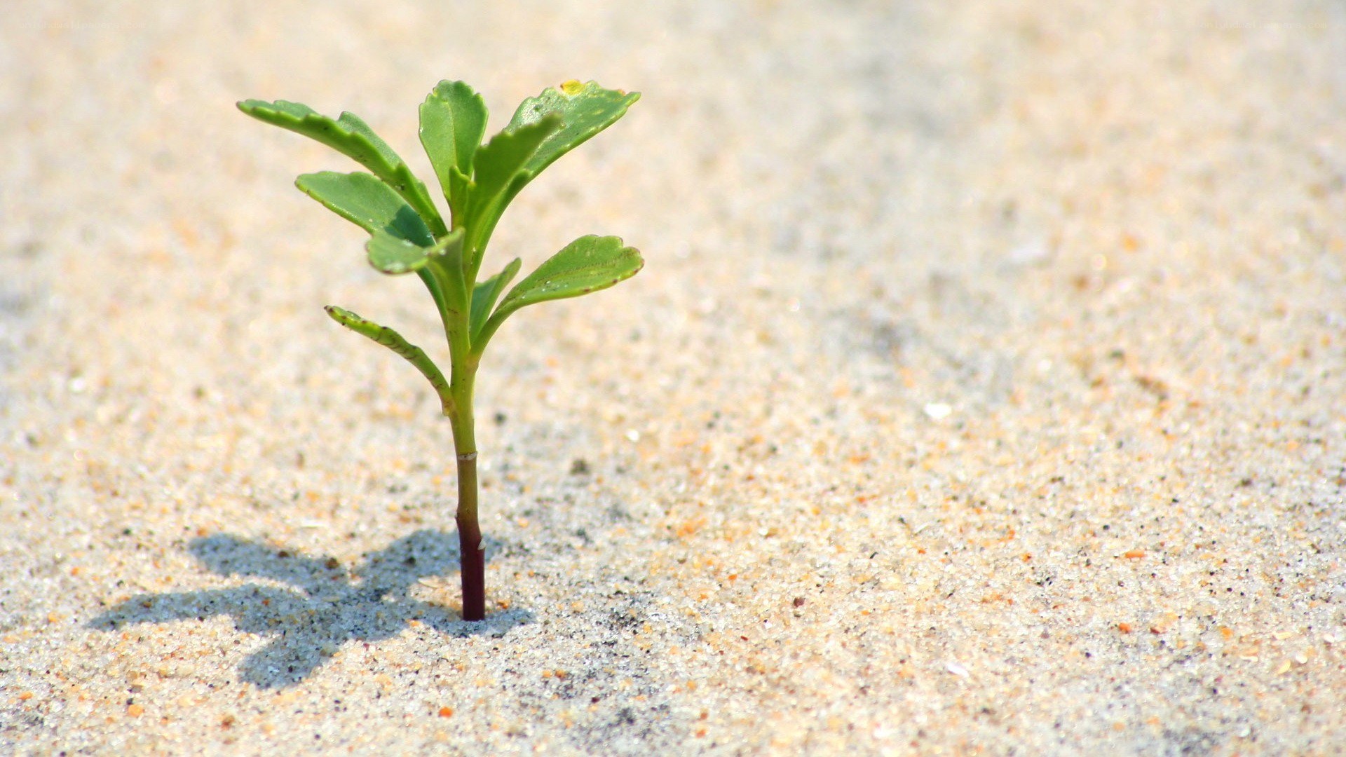 Seedling growing in sand