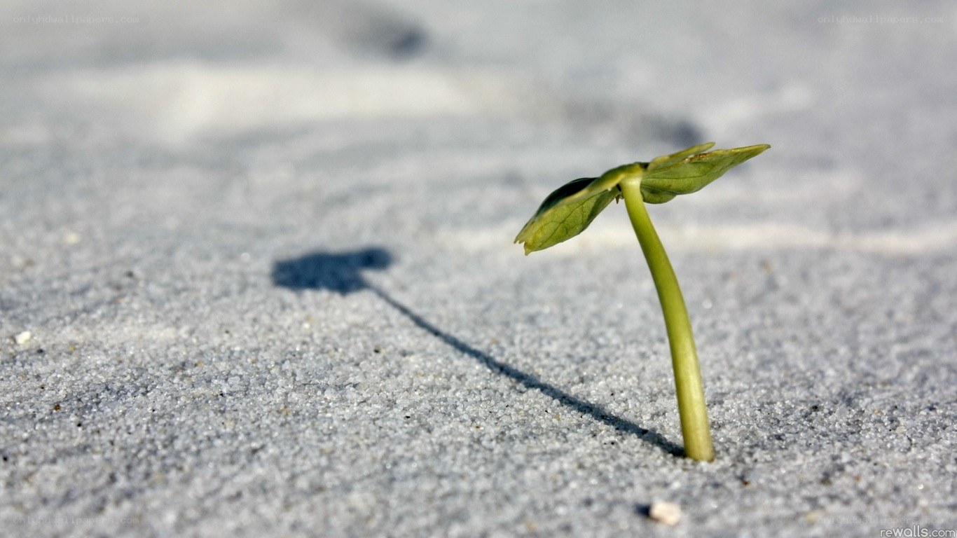 Seedling growing in sand