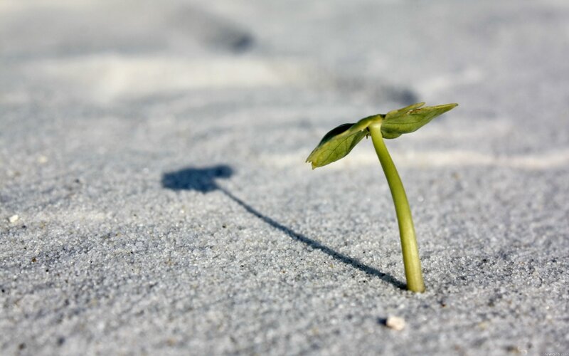 Seedling growing in sand