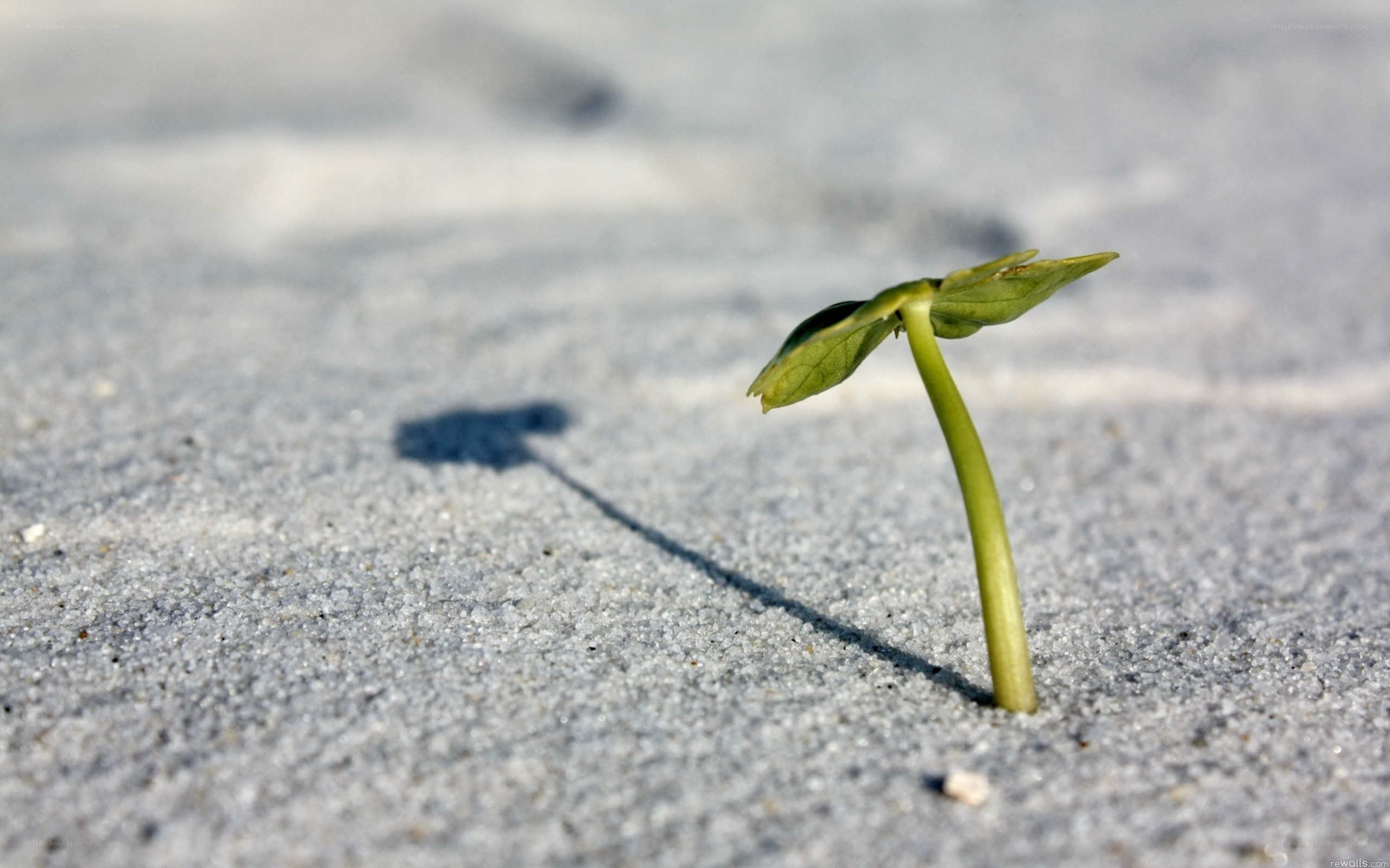Seedling growing in sand