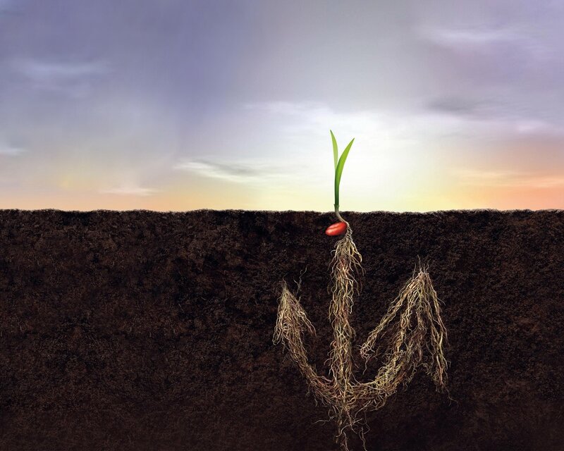 Seedling growing in soil