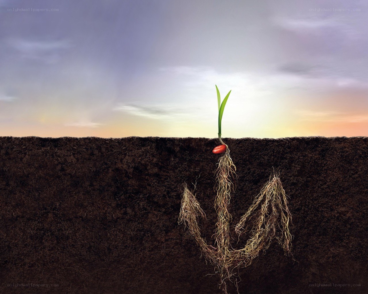 Seedling growing in soil