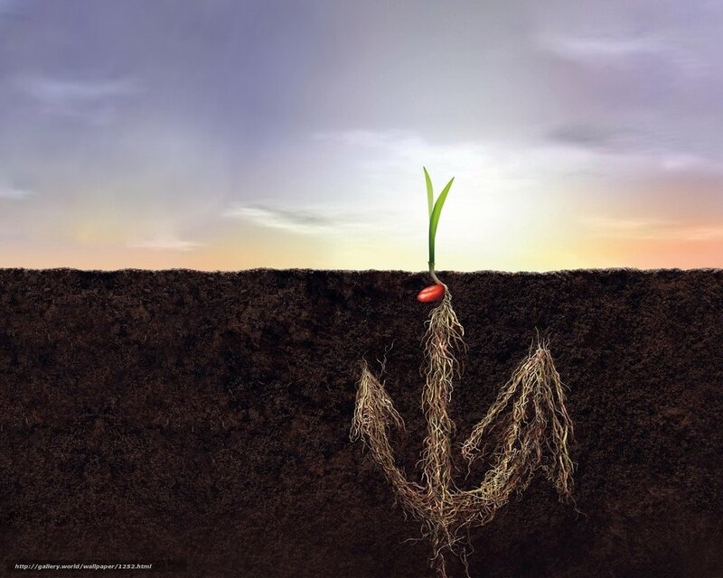 Seedling growing in soil