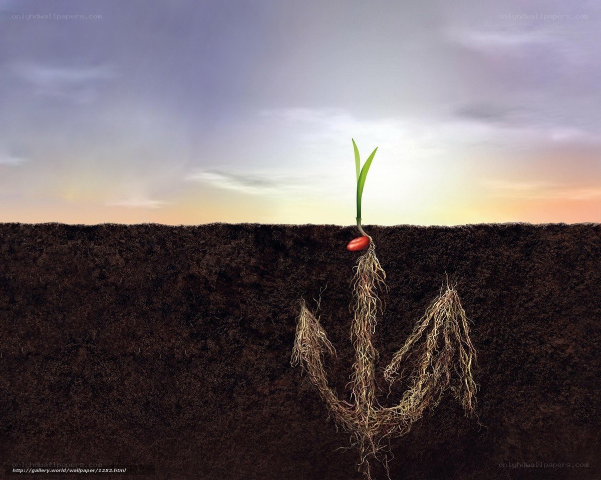 Seedling growing in soil