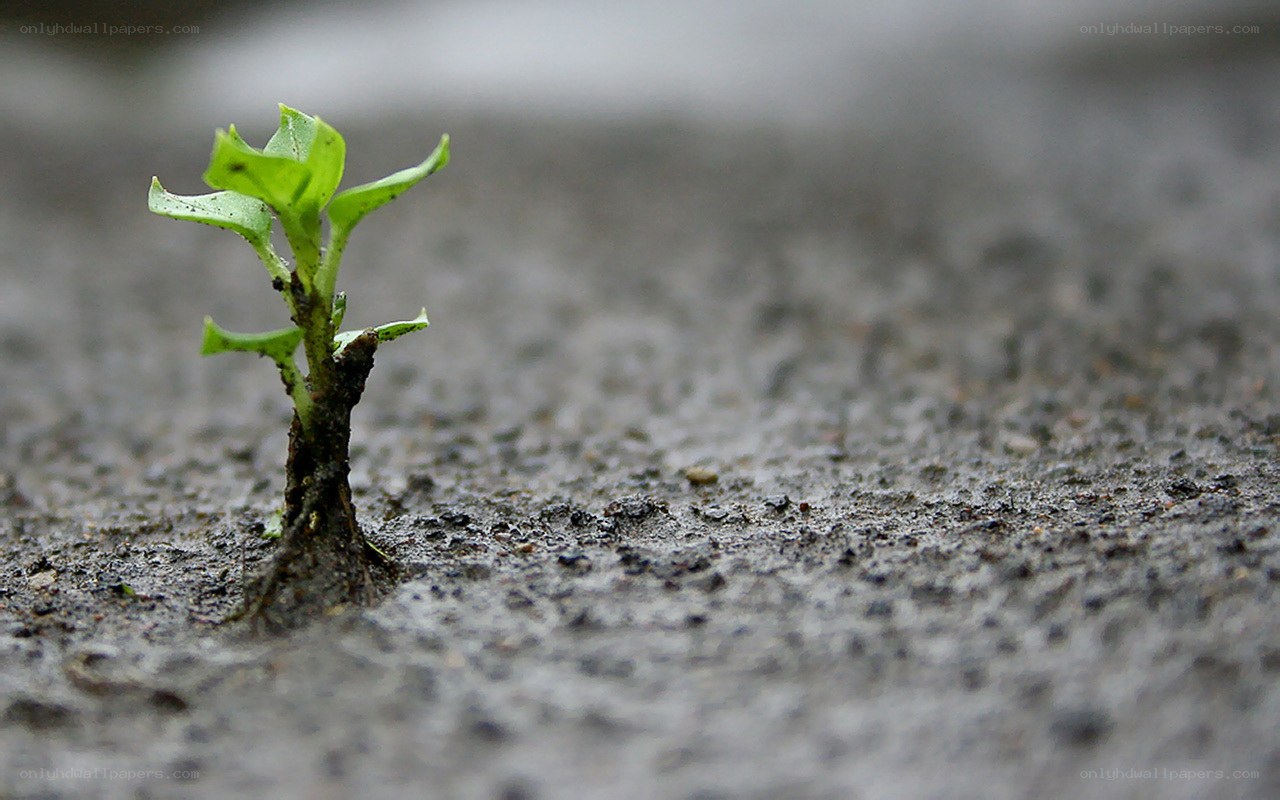 Seedling growing through concrete