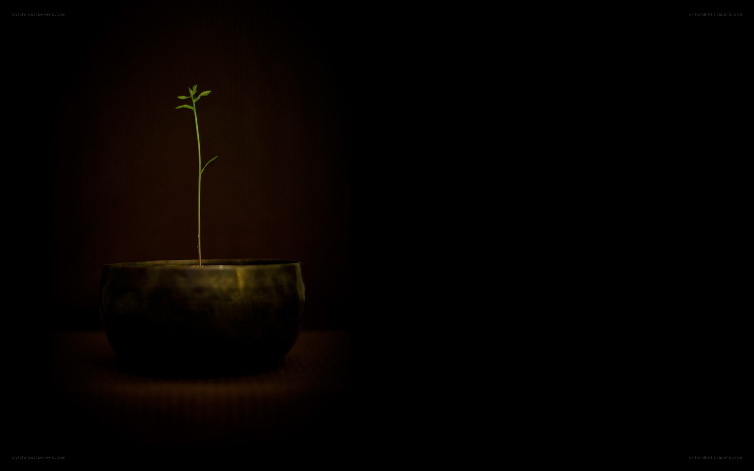 seedling in a bowl