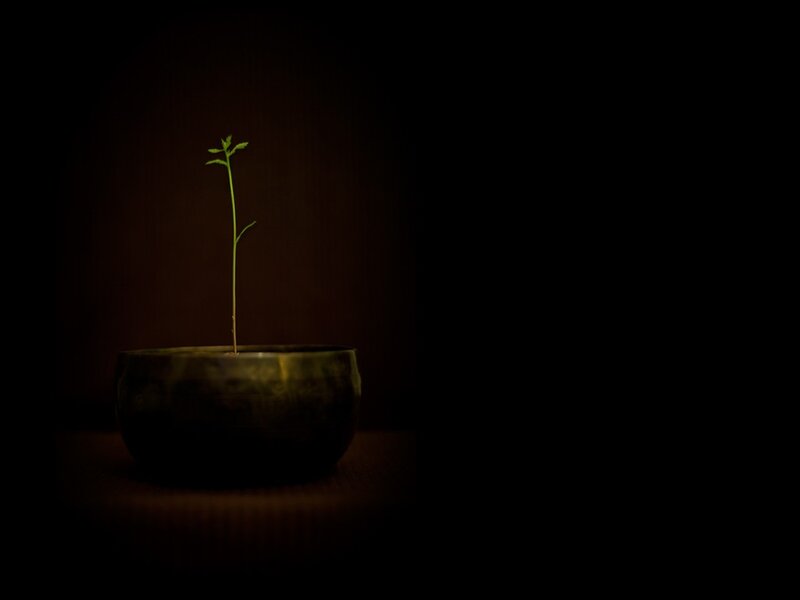 seedling in a bowl