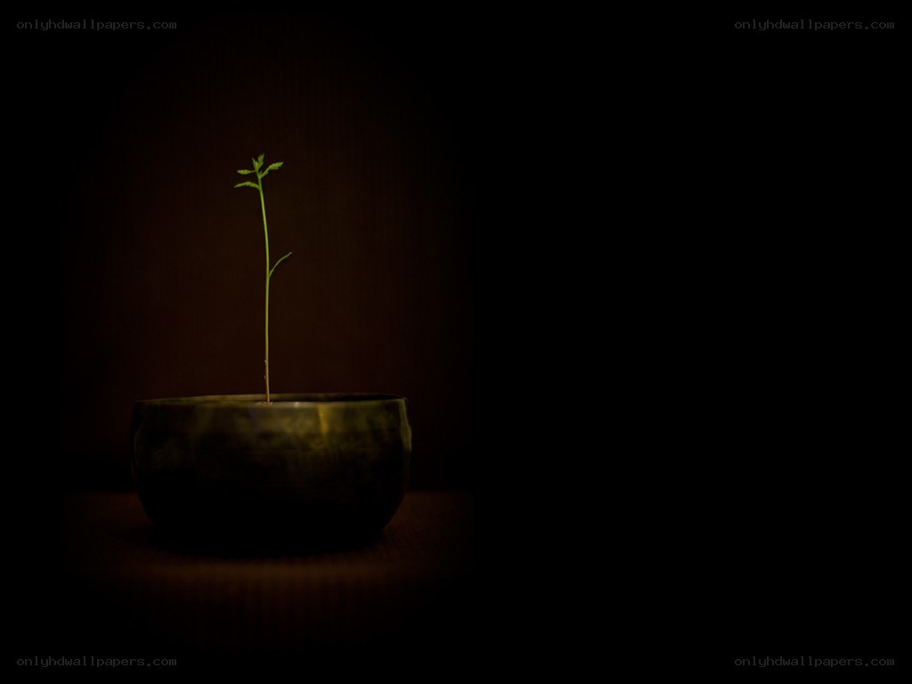 seedling in a bowl