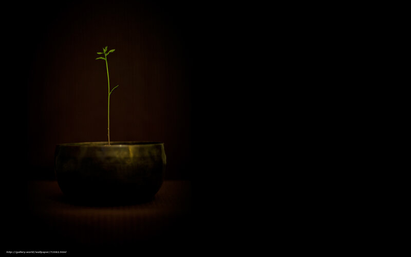 seedling in a bowl