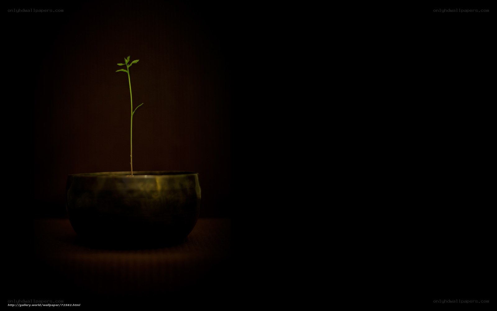 seedling in a bowl
