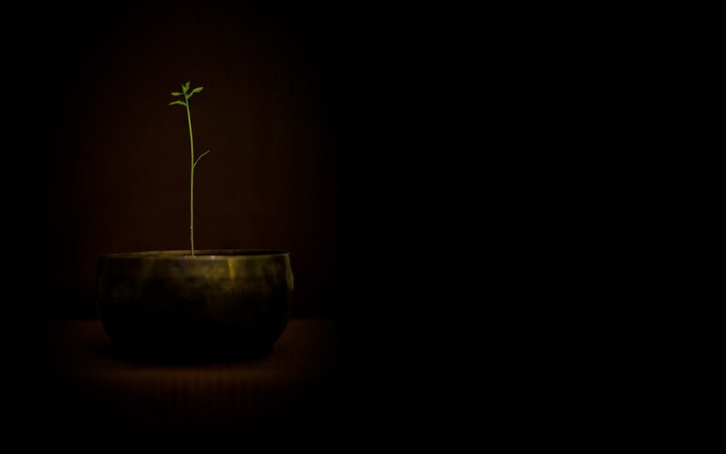 Seedling in Bowl