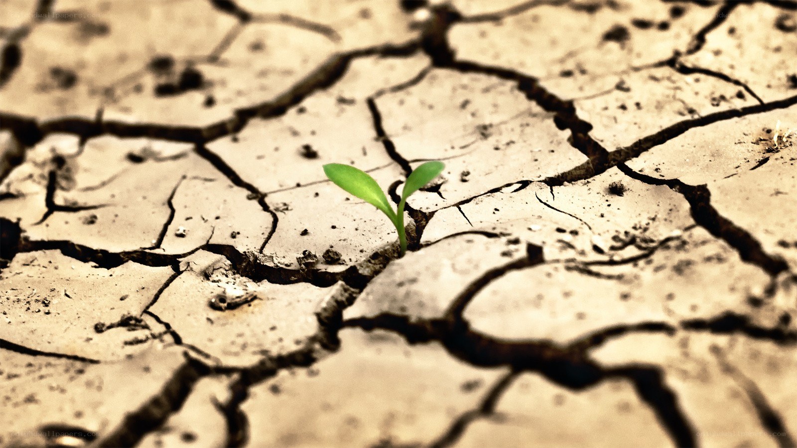 Seedling in cracked earth