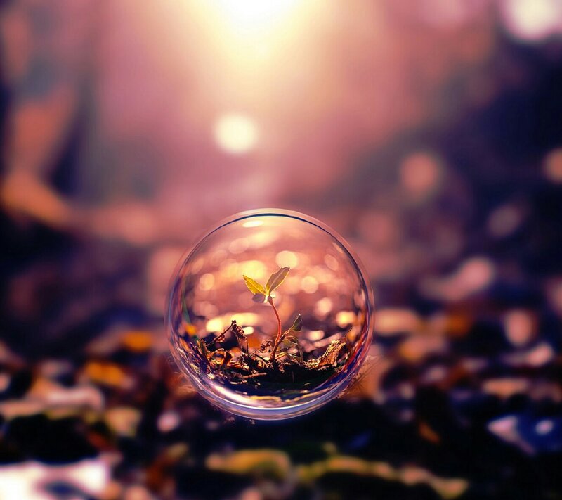 Seedling in Glass Bubble