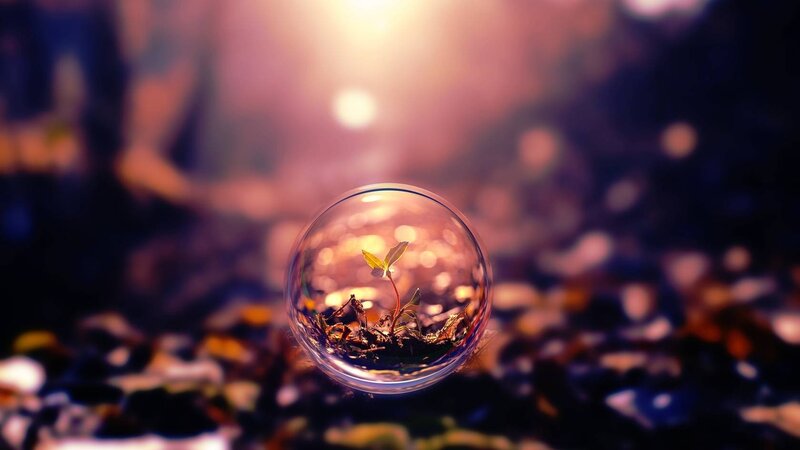Seedling in Glass Sphere — Purple, Serene, Sunset, Photograph, Plant
