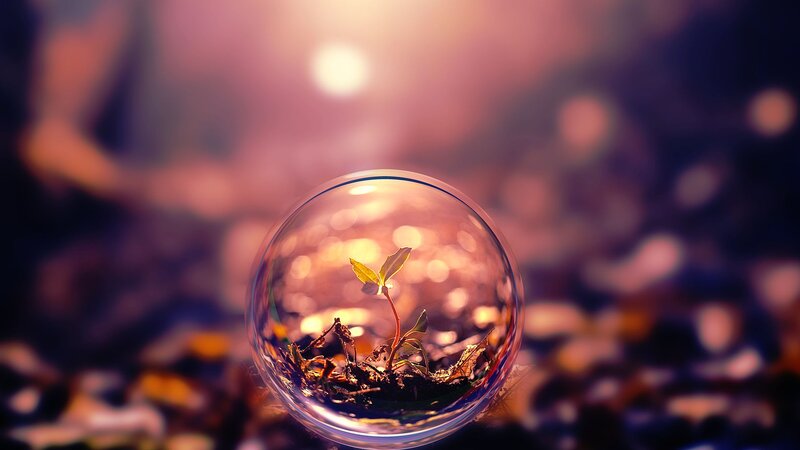 Seedling in Glass Sphere — Purple