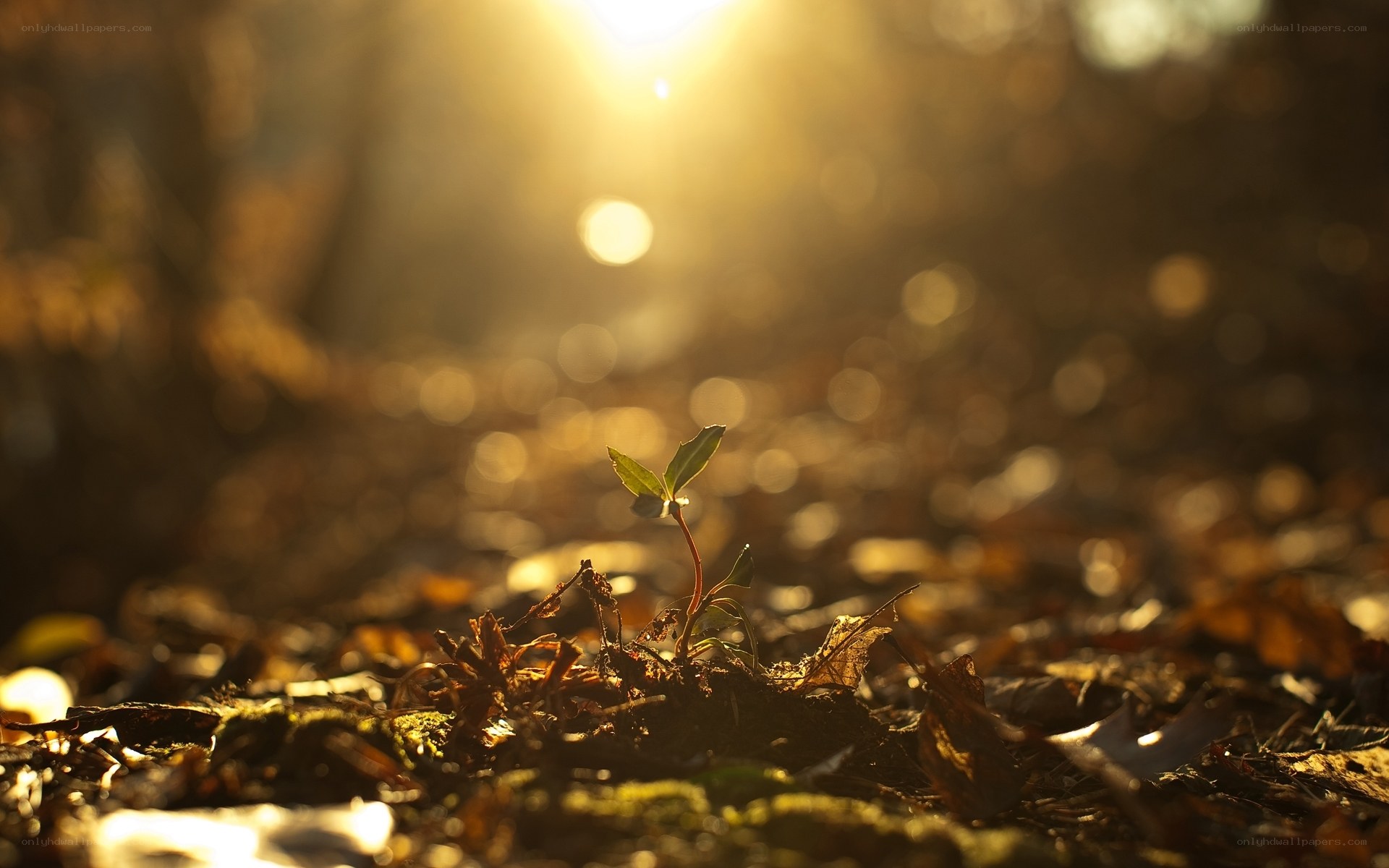 Seedling in golden light