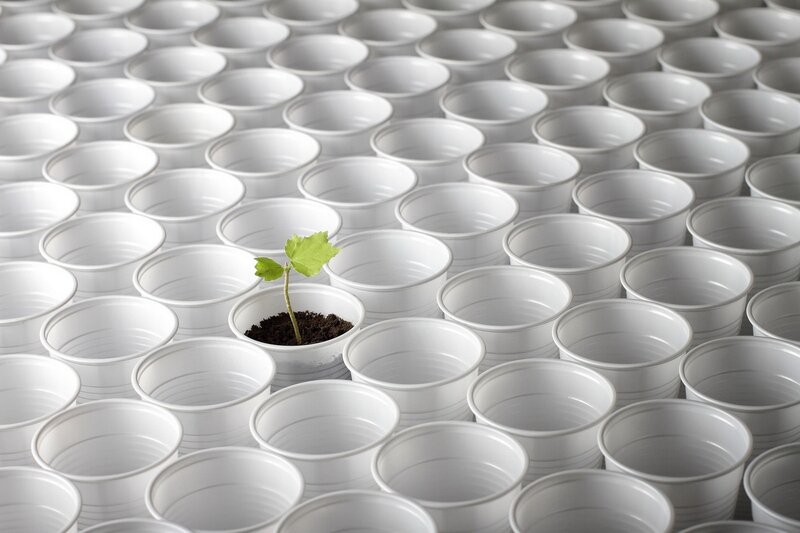 Seedling in Plastic Cup